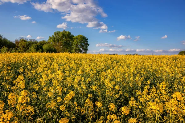 Güneşli bir günde kolza tohumu olan tarlalar. Gözyaşı tohumu ekimi.