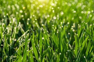 Yazın sabah çiğ taneleriyle yeşil çimenler.