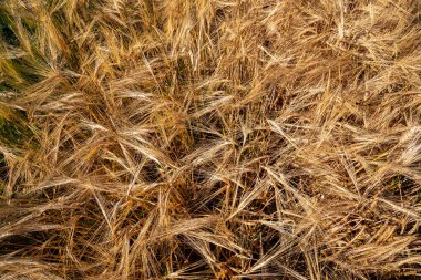 Ukrayna 'da olgun buğdaylı tarlalar. Dünyadaki küresel tahıl krizi.