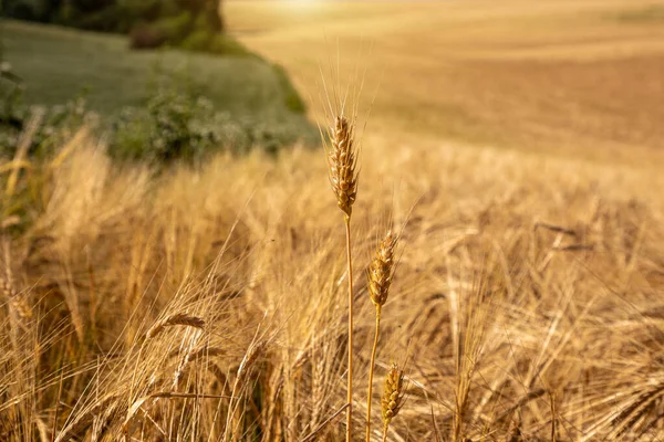 Поля Зрелой Пшеницей Украине Глобальный Зерновой Кризис Мире — стоковое фото