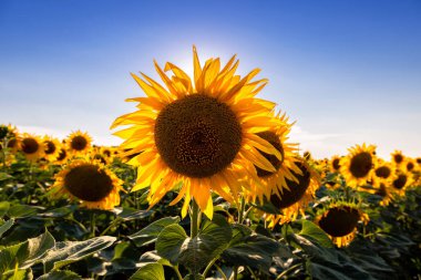 Ayçiçeği tarlaları ve mavi gökyüzü bulutları Arka plan. Ayçiçeği tarlaları açık güneşli bir günde doğal arka planda şekillenmiş desenler..