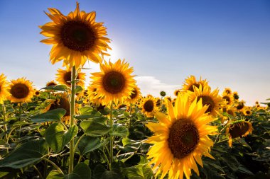 Ayçiçeği tarlaları ve mavi gökyüzü bulutları Arka plan. Ayçiçeği tarlaları açık güneşli bir günde doğal arka planda şekillenmiş desenler..
