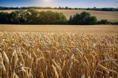 Mavi gökyüzünün altındaki buğday tarlası. Zengin hasat teması. Olgun altın buğdaylı kırsal alan. Dünyadaki küresel tahıl sorunu..