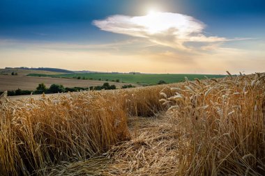 Wheat field under blue sky. Rich harvest theme. Rural landscape with ripe golden wheat. The global problem of grain in the world.