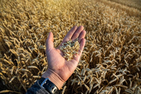 Wheat Field Blue Sky Rich Harvest Theme Rural Landscape Ripe — ストック写真