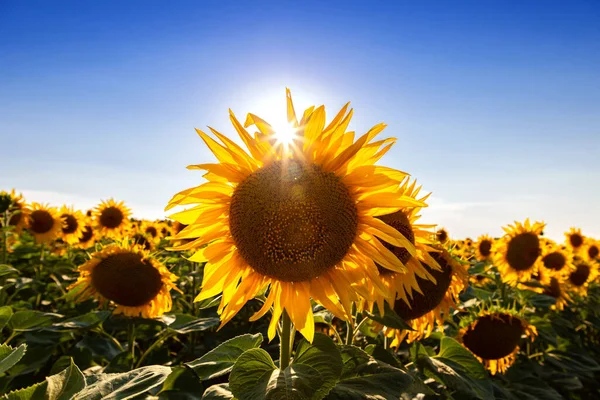Sonnenblumenfelder Und Blauer Himmel Wolken Background Sunflower Felder Landschaften Einem — Stockfoto
