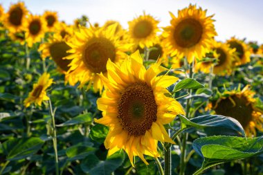 Ayçiçeği tarlaları ve mavi gökyüzü bulutları Arka plan. Ayçiçeği tarlaları açık güneşli bir günde doğal arka planda şekillenmiş desenler..
