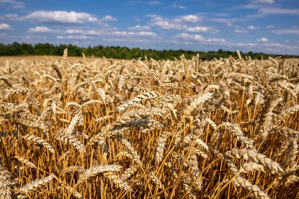 Пшеничное Поле Синим Небом Богатая Тема Урожая Сельский Пейзаж Спелой — стоковое фото
