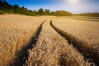 Mavi gökyüzünün altındaki buğday tarlası. Zengin hasat teması. Olgun altın buğdaylı kırsal alan. Dünyadaki küresel tahıl sorunu..