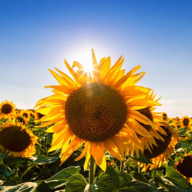 Ayçiçeği tarlaları ve mavi gökyüzü bulutları Arka plan. Ayçiçeği tarlaları açık güneşli bir günde doğal arka planda şekillenmiş desenler..