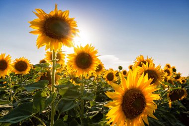 Ayçiçeği tarlaları ve mavi gökyüzü bulutları Arka plan. Ayçiçeği tarlaları açık güneşli bir günde doğal arka planda şekillenmiş desenler..