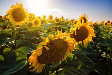 Ayçiçeği tarlaları ve mavi gökyüzü bulutları Arka plan. Ayçiçeği tarlaları açık güneşli bir günde doğal arka planda şekillenmiş desenler..