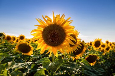 Ayçiçeği tarlaları ve mavi gökyüzü bulutları Arka plan. Ayçiçeği tarlaları açık güneşli bir günde doğal arka planda şekillenmiş desenler..
