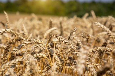 Mavi gökyüzünün altındaki buğday tarlası. Zengin hasat teması. Olgun altın buğdaylı kırsal alan. Dünyadaki küresel tahıl sorunu..