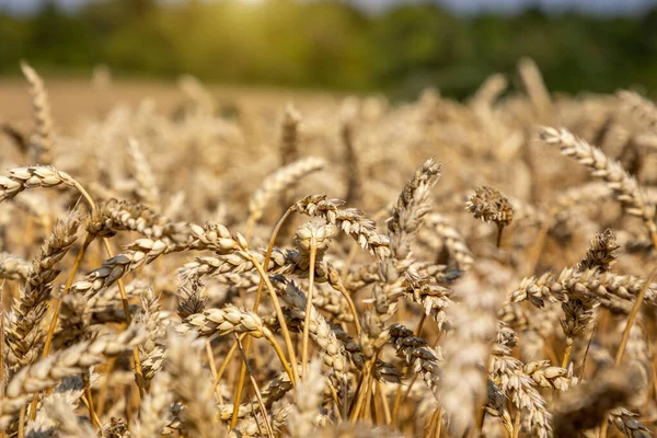 Mavi gökyüzünün altındaki buğday tarlası. Zengin hasat teması. Olgun altın buğdaylı kırsal alan. Dünyadaki küresel tahıl sorunu..