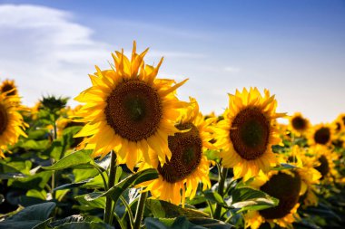 Ayçiçeği tarlaları ve mavi gökyüzü bulutları Arka plan. Ayçiçeği tarlaları açık güneşli bir günde doğal arka planda şekillenmiş desenler..