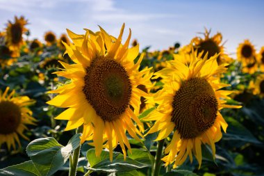 Sunflower fields And blue Sky clouds Background.Sunflower fields landscapes on a bright sunny day with patterns formed in natural background.