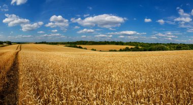 Mavi gökyüzünün altındaki buğday tarlası. Zengin hasat teması. Olgun altın buğdaylı kırsal alan. Dünyadaki küresel tahıl sorunu..