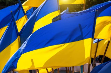 Flags of Ukraine on Independence Day. Symbol of Ukraine.