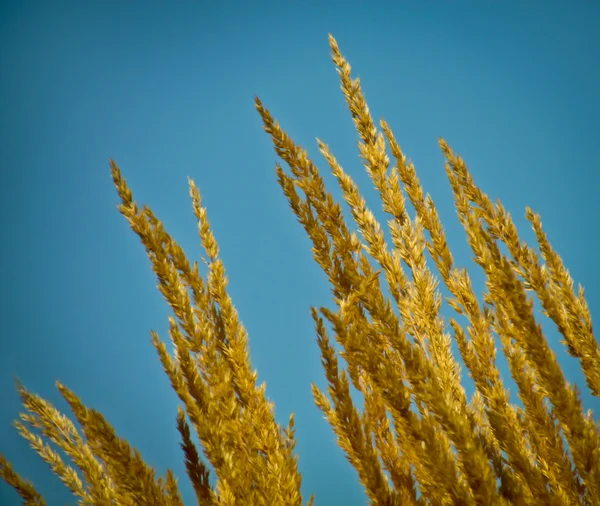 Tall Golden Grass — Stock Photo, Image