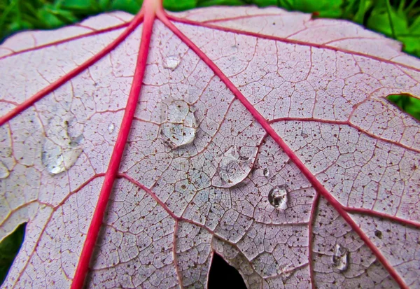 Folha vermelha com gotas de chuva — Fotografia de Stock