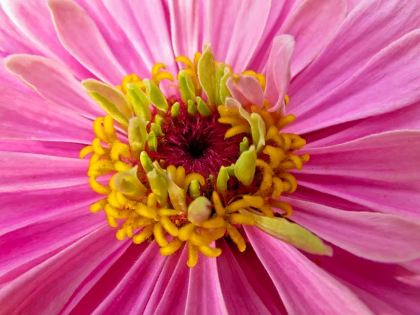 Flor rosa — Fotografia de Stock