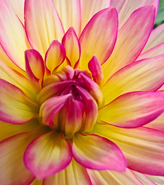 Rosa e amarelo Dahlia — Fotografia de Stock