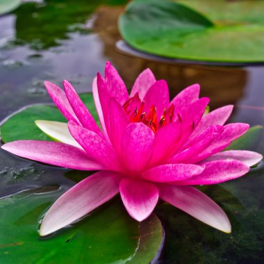 çiçek lotus çiçeği