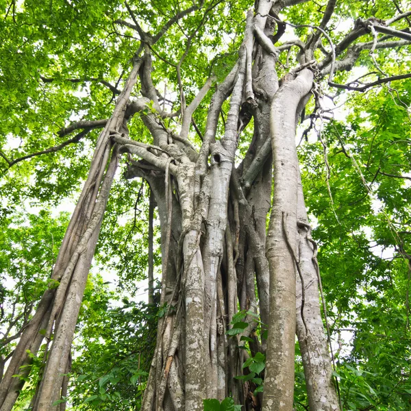 나무 뿌리. — 스톡 사진
