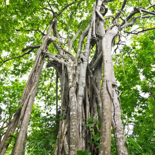 Baumwurzeln. — Stockfoto