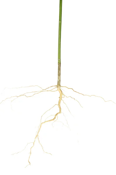 The root — Stock Photo, Image