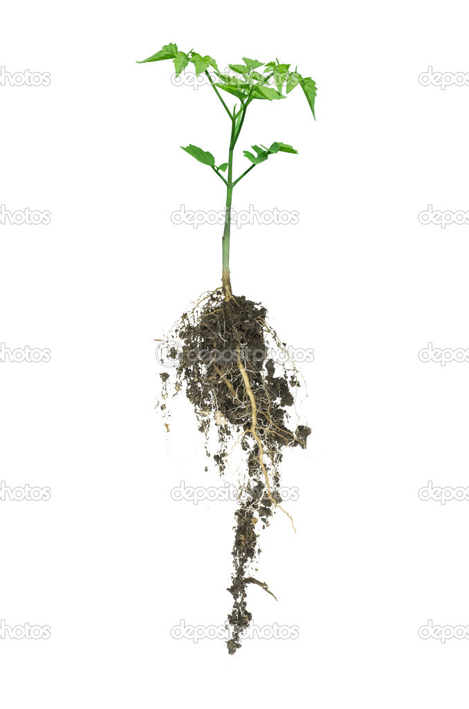 Tree seedling