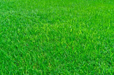 Yeşil Çimen.