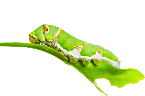 Butterfly larva — Stock Photo, Image