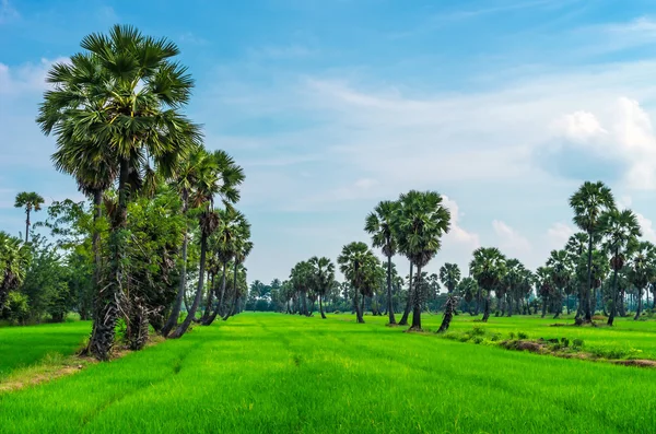şeker palmiye ağacı