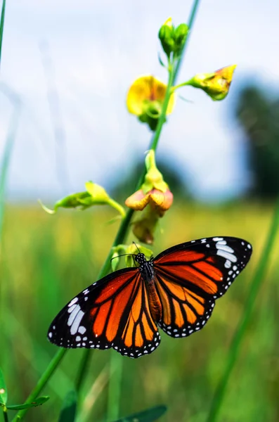 Mariposa tigre común — Foto de Stock