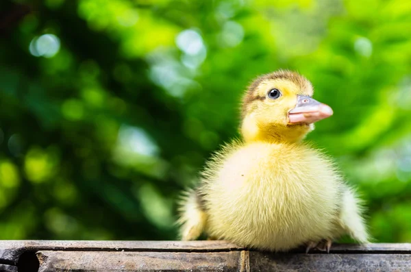 Duckling — Stock Photo, Image