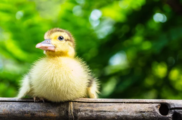 Duckling — Stock Photo, Image