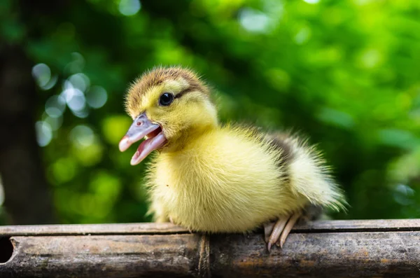 Duckling — Stock Photo, Image