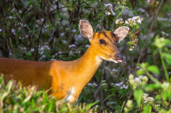 Deer — Stock Photo, Image