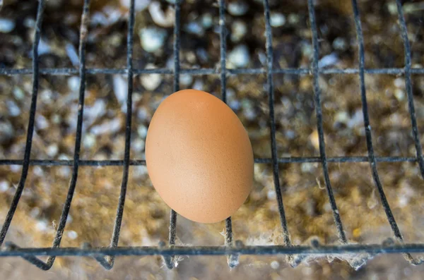 Chicken hens eggs in farm — Stock Photo, Image