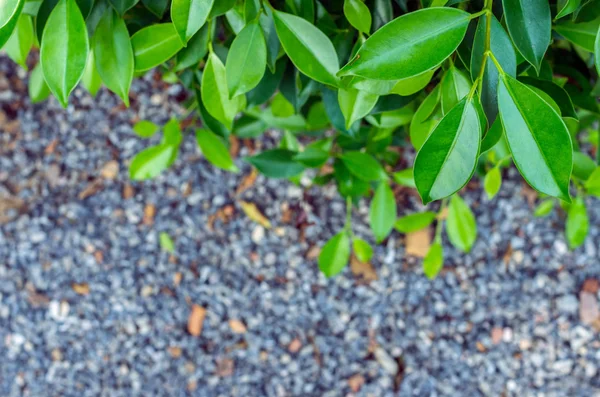 Banyan-Baum — Stockfoto