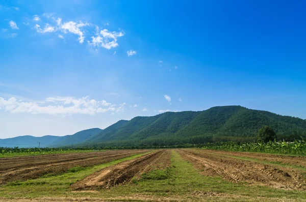 Plantaardige percelen — Stockfoto