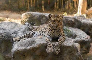 leopar