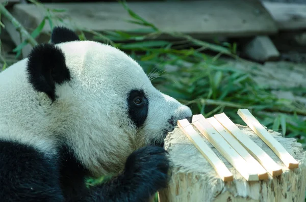 Giant panda bear — Stockfoto