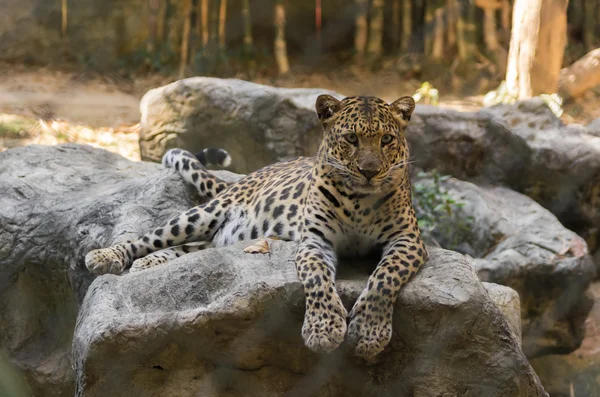 Leopardo — Fotografia de Stock