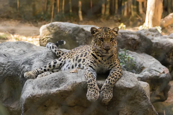 Leopardo — Fotografia de Stock