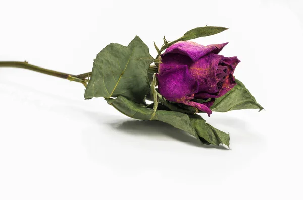 Sušené růže — Stock fotografie