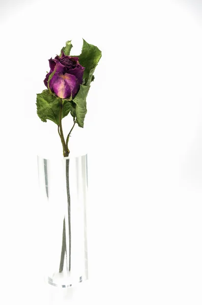 Rosas secas — Fotografia de Stock