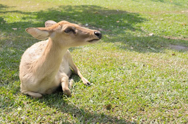 Deer — Stock Photo, Image